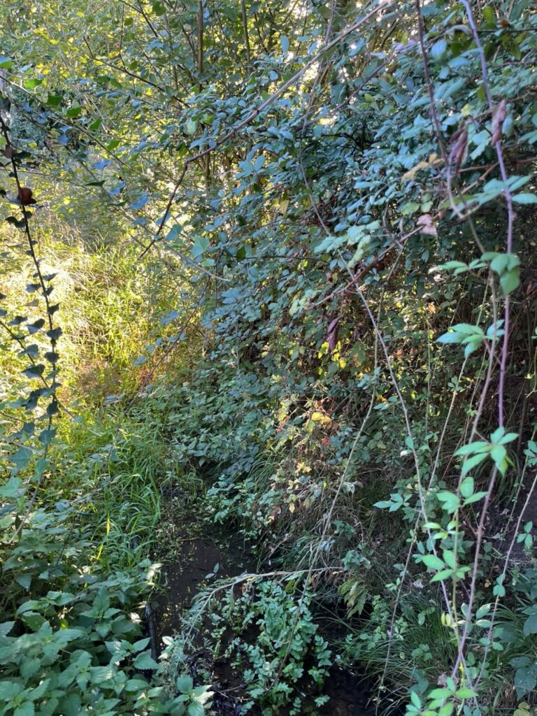 Nettoyage et débroussaillage de terrain à Falaise